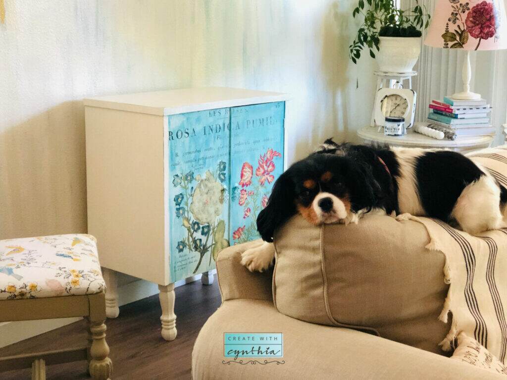 Sofy laying on the couch!