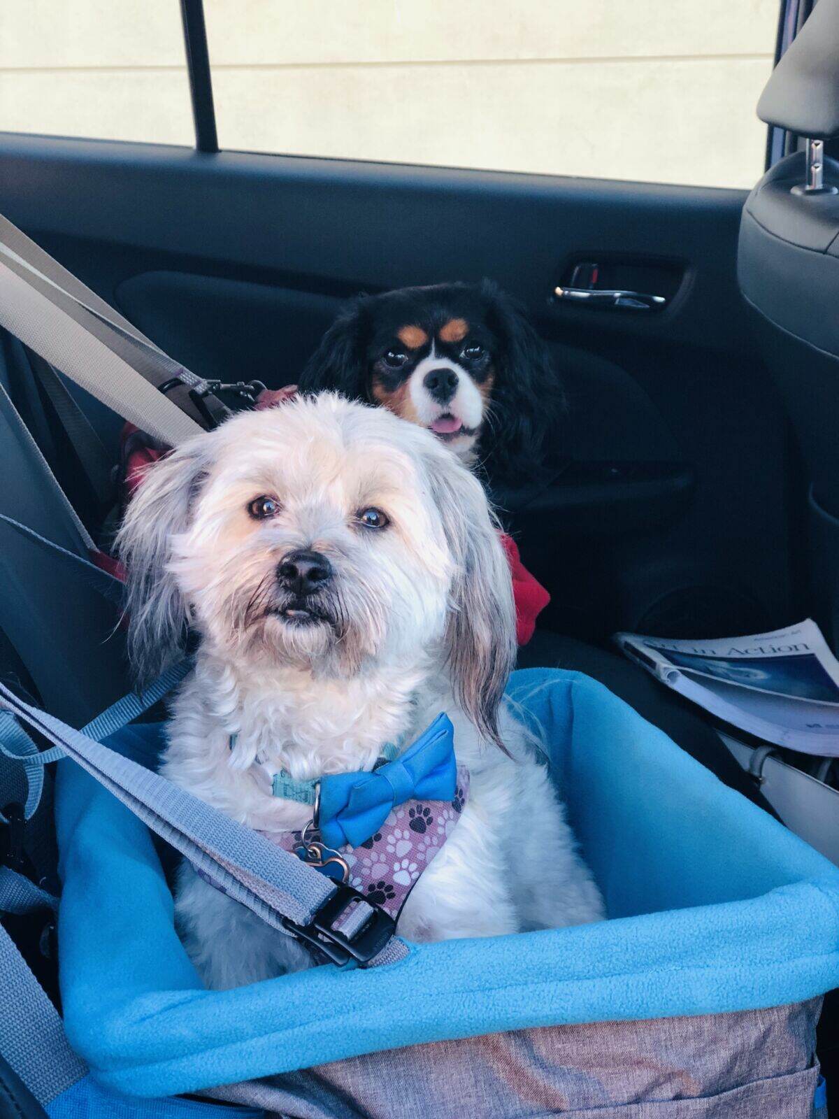 create with cynthia, cynthia nessel, traveling pups, traveling with pets, northern california, redwood city, havanese, cavalier king charles, kurgo