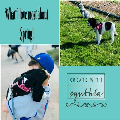 createwithcynthia, cynthia nessel, northern california, redwood city, baseball, barbecues, dog lover, javanese, king charles cavalier, spring, first day of spring