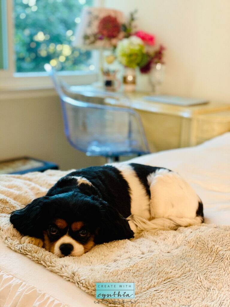 Sofy on the bed Morning Routine!