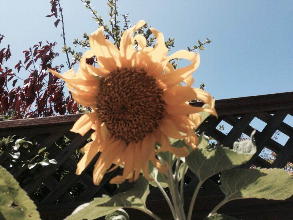 A sunflower peeking over the fence.