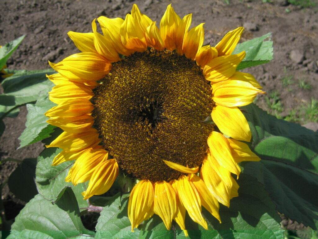 More sunflowers in the garden.