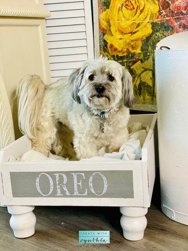 Oreo in his dog bed.