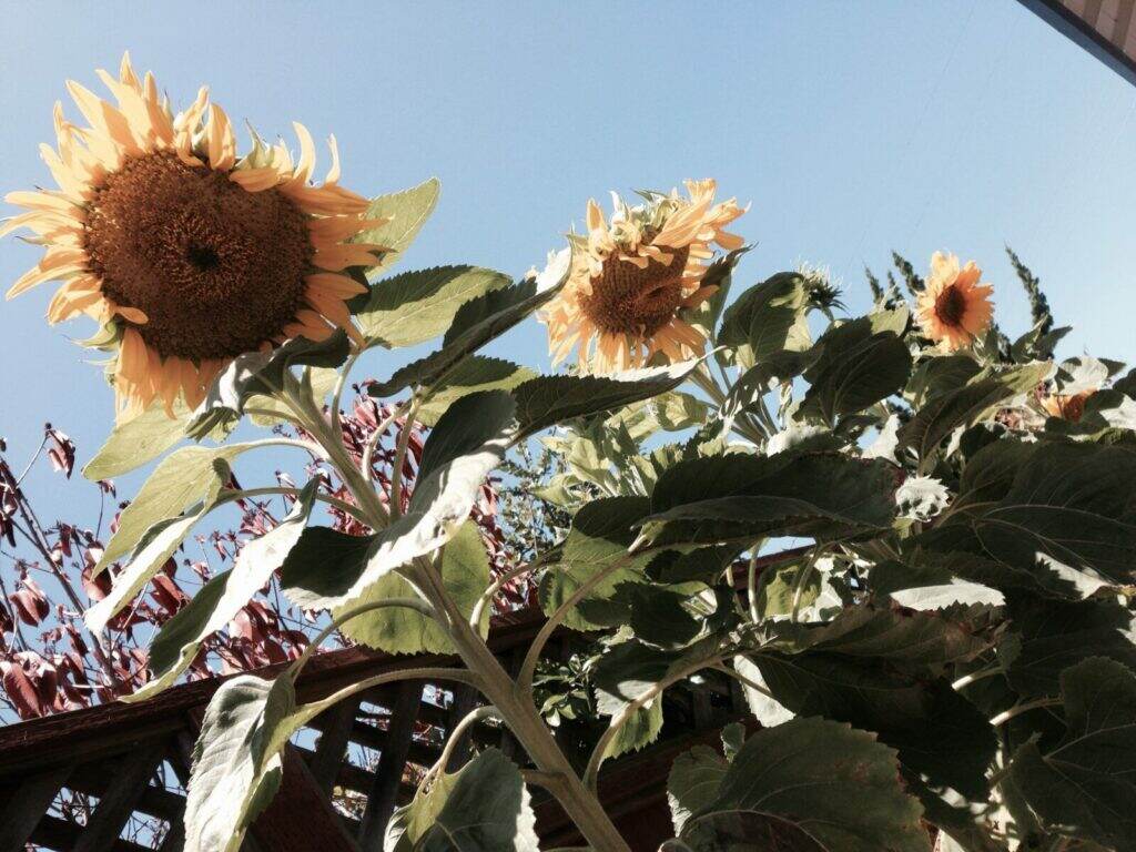 Sunflowers peeking over the fence.