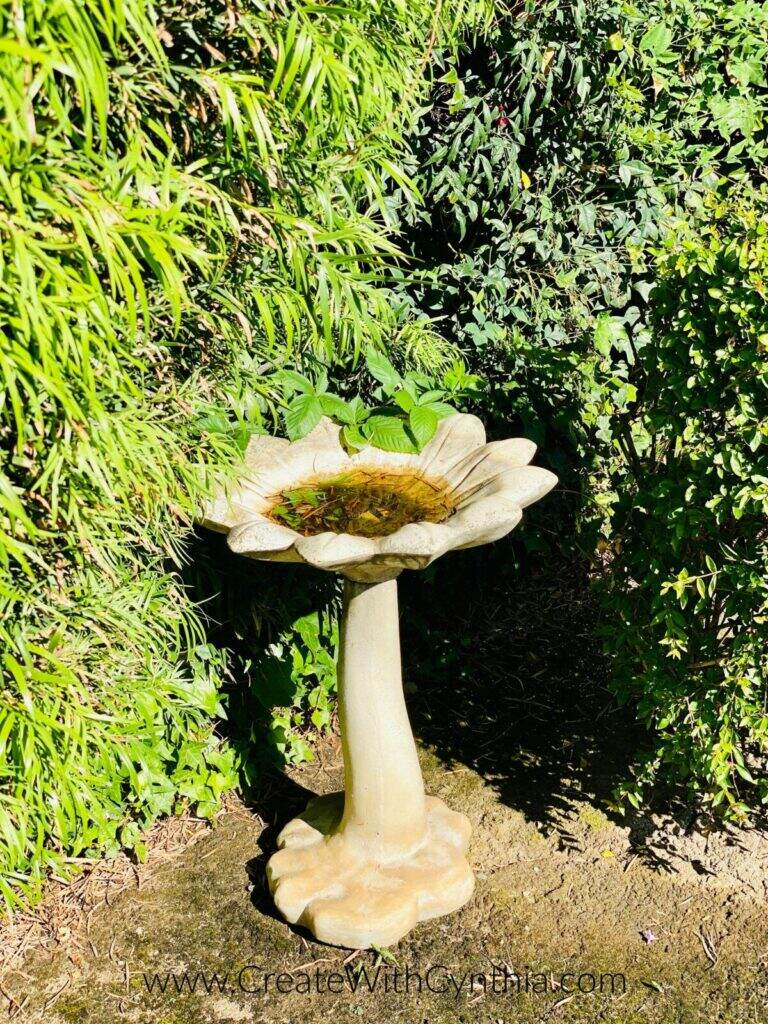 Birdbath in the yard.