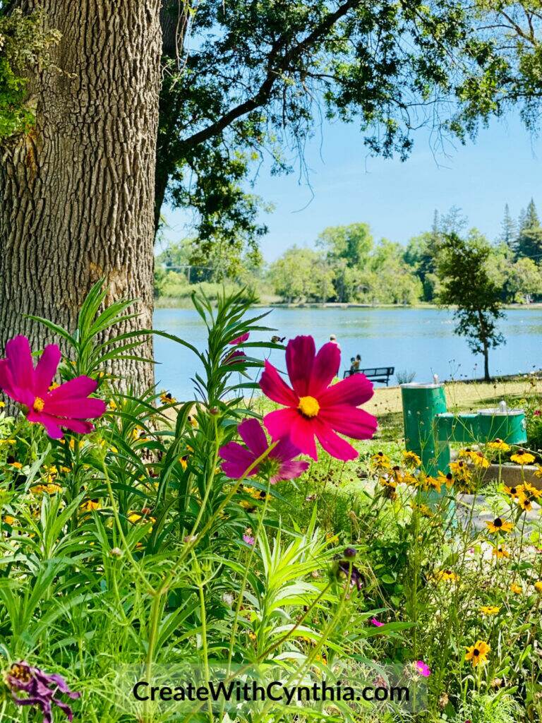 Flowers on the lake on Summer Adventures.