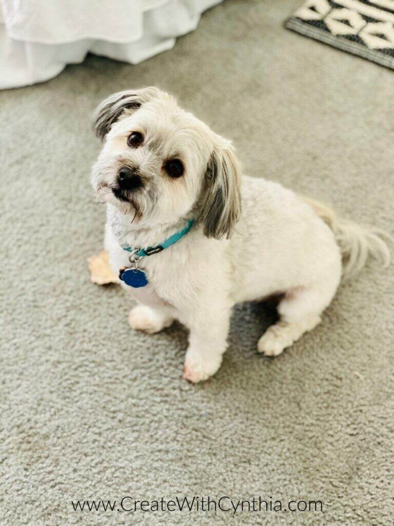 Oreo posing for the Traveling Teacup.