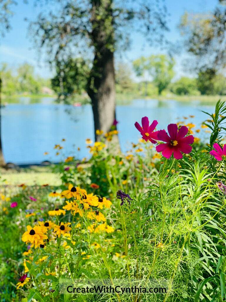 Summer flowers on the lake on Summer Adventures.