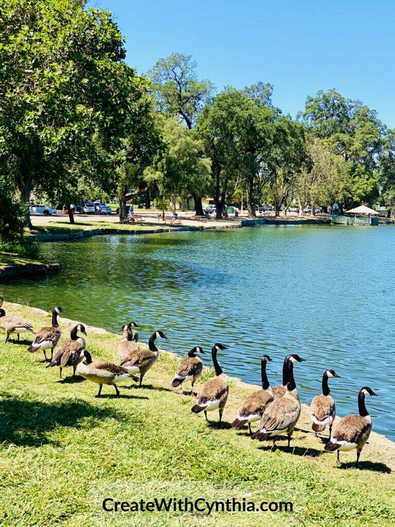 The geese on Lodi Lake on Summer Adventures.