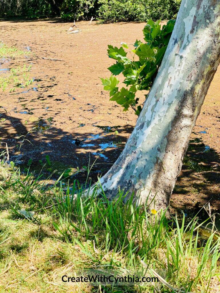 The swamp at Lodi Lake on Summer Adventures.